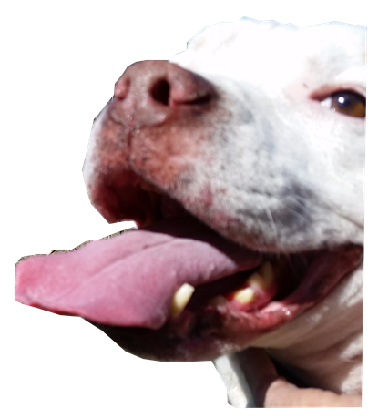 Dog Looking Up
